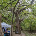 The Cottonwood Convergence