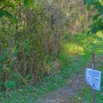 The Cottonwood Convergence
