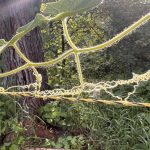 cottonwood (1)