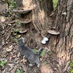 cottonwood (3)