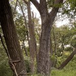 cottonwood (4)