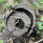 cottonwood (5)