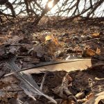 cottonwood (6)